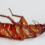 Kalorifer Böceği İlaçlama